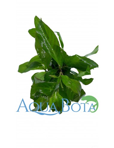 Hygrophila corymbosa 'Siamensis'  - 1