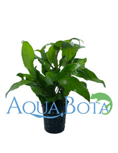 Hygrophila corymbosa 'Siamensis'  - 2