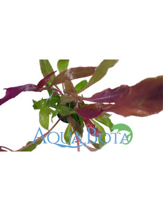 Alternanthera reineckii 'Rosaefolia'  - 1