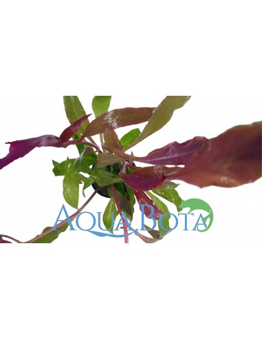 Alternanthera reineckii 'Rosaefolia'  - 1