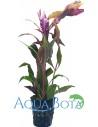 Alternanthera reineckii 'Rosaefolia'  - 2