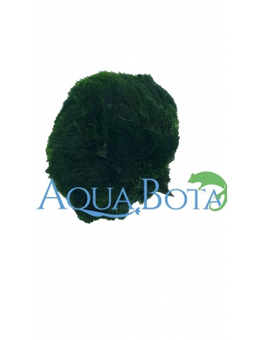 Cladophora aegagropila M (3-4cm)  - 2