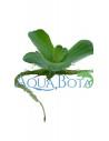 Pistia stratiotes  - 1