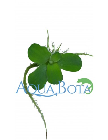 Pistia stratiotes  - 2