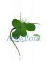 Pistia stratiotes  - 2