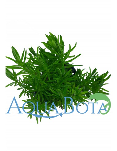 Pogostemon erectus (deccanensis)  - 2