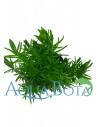 Pogostemon erectus (deccanensis)  - 2