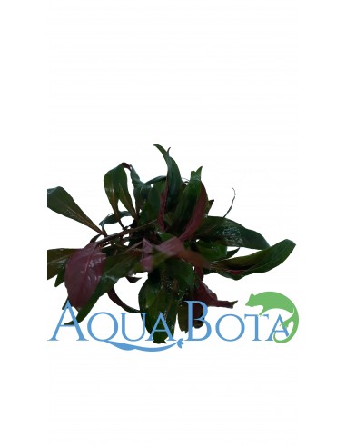 Ludwigia perennis  - 1
