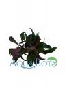 Ludwigia perennis  - 1