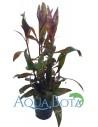 Ludwigia perennis  - 2