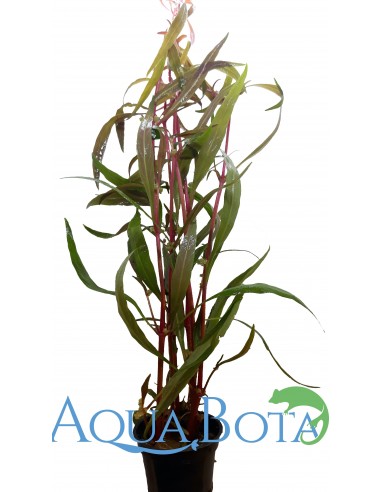 Alternanthera reineckii 'Mini'  - 1