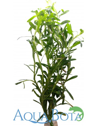 Heteranthera zosterifolia  - 1
