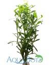 Heteranthera zosterifolia  - 1
