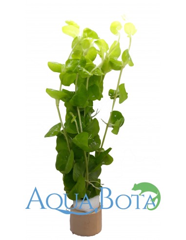 Lysimachia nummularia 'Aurea'  - 1