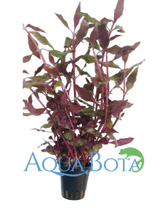 Alternanthera reineckii 'Rosanervig'  - 2