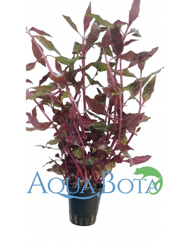 Alternanthera reineckii 'Rosanervig'  - 2