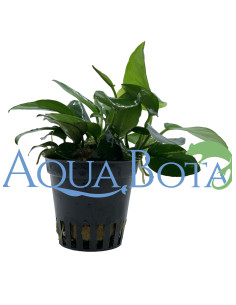 Anubias barteri var. nana  - 1