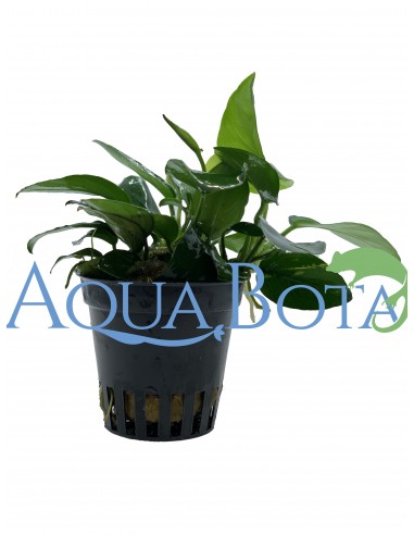 Anubias barteri var. nana  - 1