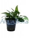 Anubias barteri var. nana  - 1