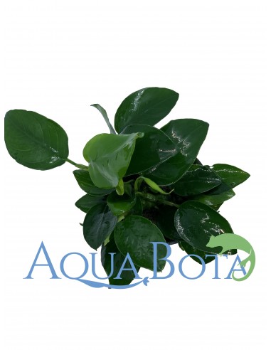 Anubias barteri var. nana  - 2
