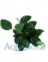 Anubias barteri var. nana  - 2