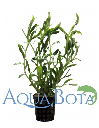 Heteranthera zosterifolia  - 2