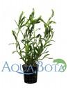 Heteranthera zosterifolia  - 2