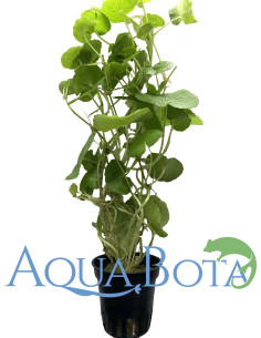 Hydrocotyle leucocephala  - 1