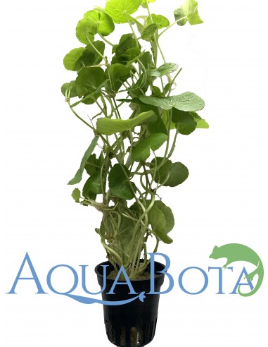 Hydrocotyle leucocephala  - 1