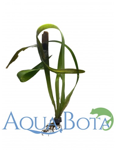 Vallisneria gigantea  - 2