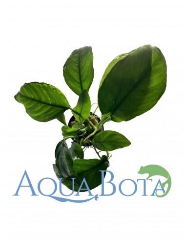 Anubias barteri  - 1