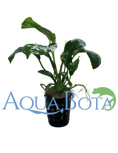 Anubias barteri  - 2