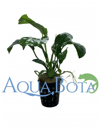 Anubias barteri  - 2