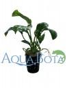 Anubias barteri  - 2