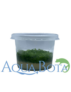 Riccia fluitans - In Vitro Cup  - 1