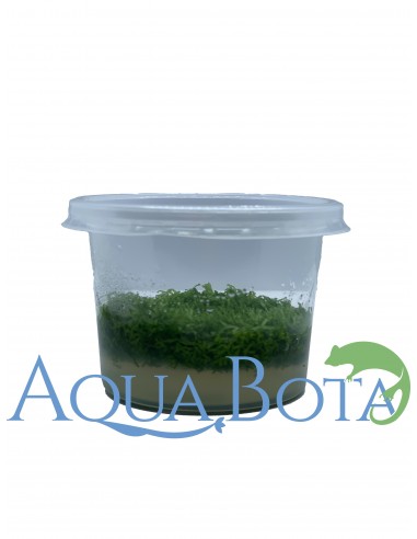 Riccia fluitans - In Vitro Cup  - 1