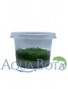 Riccia fluitans - In Vitro Cup  - 1