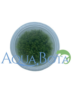 Leptodictyum Reparum - In vitro  - 1