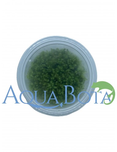 Leptodictyum Reparum - In vitro  - 1