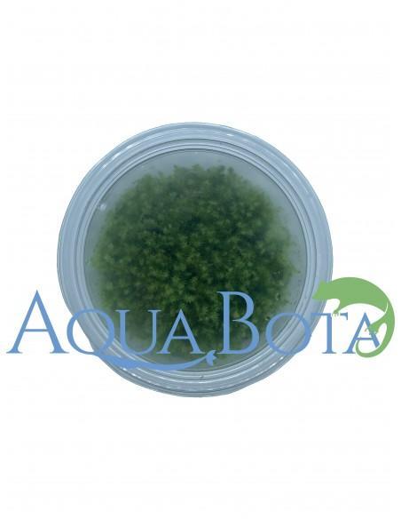 Leptodictyum Reparum - In vitro  - 1