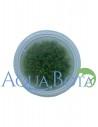 Leptodictyum Reparum - In vitro  - 1