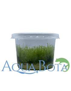 Leptodictyum Reparum - In vitro  - 2