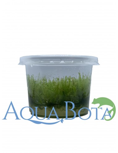 Leptodictyum Reparum - In vitro  - 2