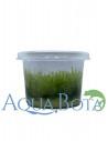 Leptodictyum Reparum - In vitro  - 2