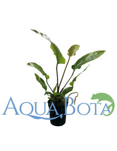 Anubias gracilis  - 1