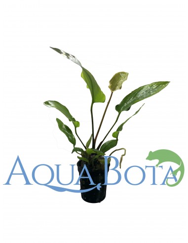 Anubias gracilis  - 1