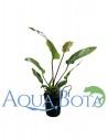 Anubias gracilis  - 1