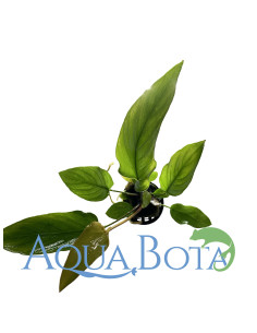Anubias gracilis  - 2