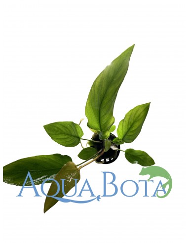Anubias gracilis  - 2