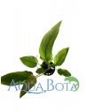Anubias gracilis  - 2